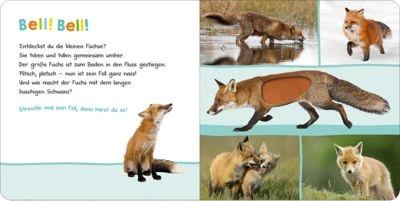 ArsEdition Verlag Hör Mal Rein, Wer Kann Das Sein? Waldtiere, Soundbuch Mit Tiergeräuschen – Bild 2